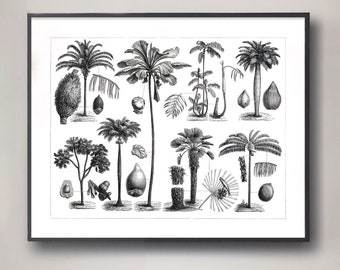 Spécimens botaniques de palmier vintage des années 1800, illustration antique de variétés de palmiers, décoration d'intérieur, décoration de maison de plage, décoration tropicale