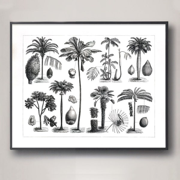 Vintage Palm Tree Botanical Specimens 1800s Antique Illustration of Palm Varieties Home Decor, Beach House Decor, Tropical Decor