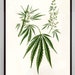see more listings in the BOTANICAL section