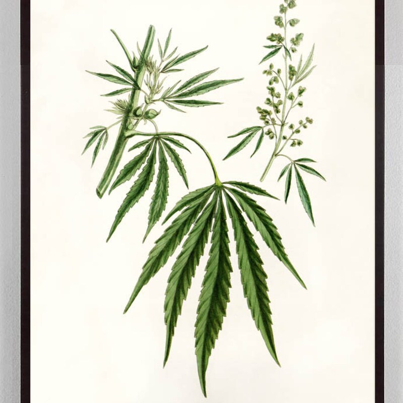 Marijuana Botanical Print - Etsy