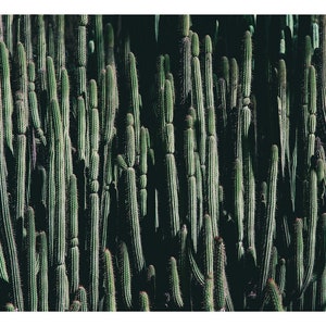 Large Modern Cactus Print Photograph for Loft or Modern home decor, Succulent Photograph image 2