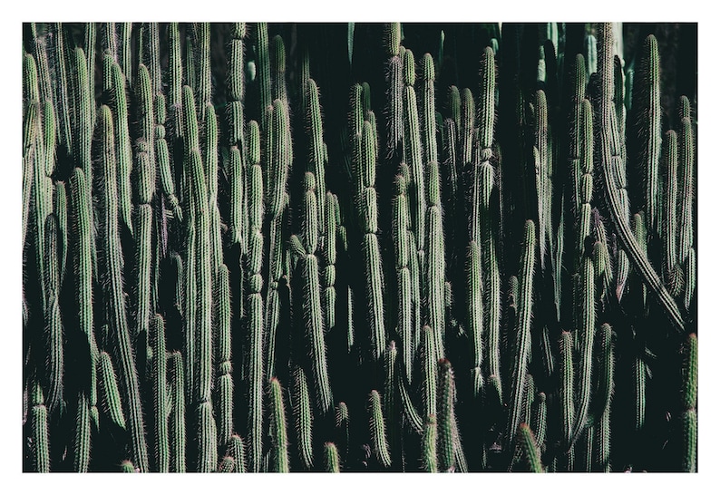 Large Modern Cactus Print Photograph for Loft or Modern home decor, Succulent Photograph image 2