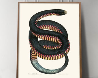 Rainbow Snake Art Desert Wall Art Southwest Decor, Snake Drawing, Snake Painting Print