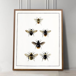 Bee Print, Bee Wall Art, English Cottage Decor, Cottagecore decor, Bumblebee, Vintage entomology, Victorian Insect Art, Farmhouse kitchen image 4