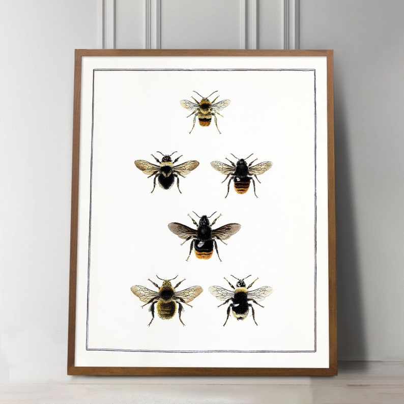 Bee Print, Bee Wall Art, English Cottage Decor, Cottagecore decor, Bumblebee, Vintage entomology, Victorian Insect Art, Farmhouse kitchen image 4