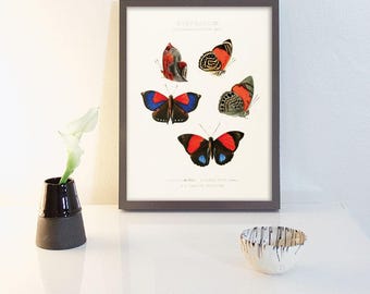 Antique 19th Century Electric Blue Butterfly Specimen Print, Colorful Victorian Natural History Art