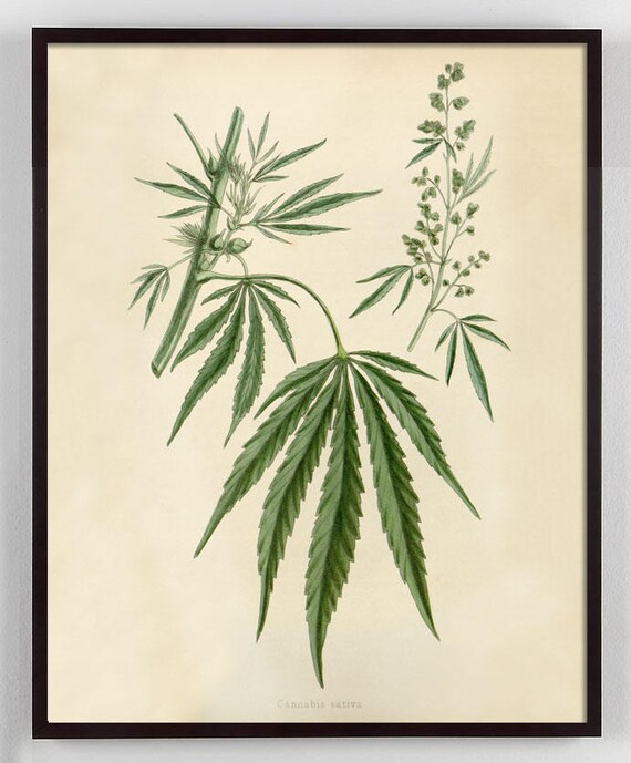 Cannabis Sativa Marijuana Hemp Posters 12 Print Set Botanical Art Print