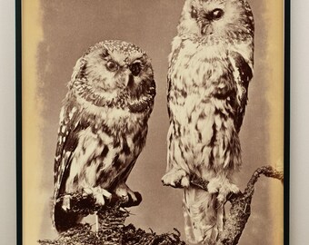 Owl Art, Antique Owl, Vintage Owl, Victorian Art, Oddity, Spotted Owl, Richardson Owl, 19th Century photograph, Owl Print, Vintage Art