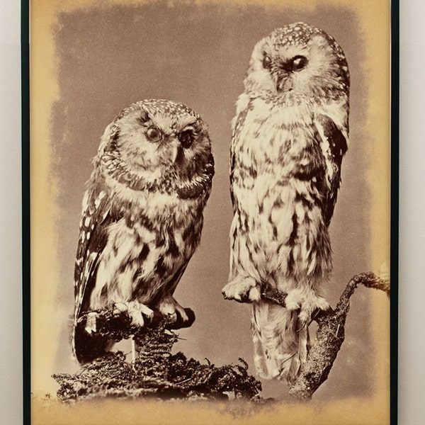 Antique Spotted & Richardson Owl Giclée Print, 1876 Photograph