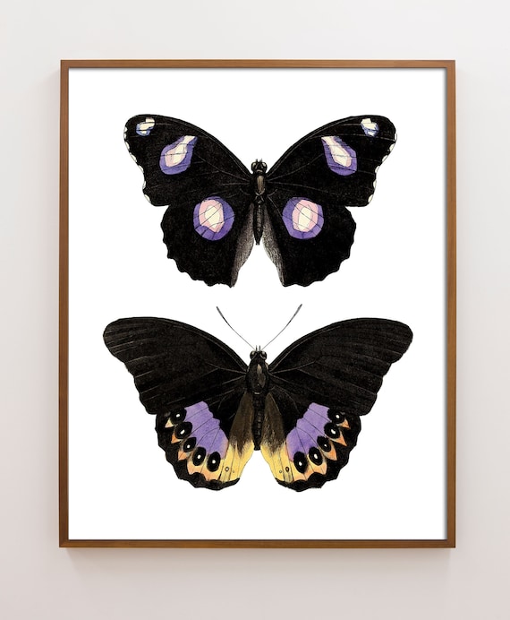 Butterfly Print, Victorian Butterfly Art, Butterfly Painting, Colorful Butterfly Wall Decor, Butterfly Wall Art, 60s style Butterflies