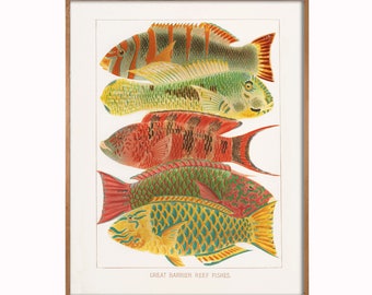 Bunte helle Kunst, tropische Fisch Kunst, Vintage Fisch Druck, Angler Kunst, bunte Fische, Dekoration, Cottage Art, Fisch Kunst, tropische Kunst