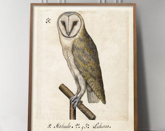 Light Academia Decor, Cottagecore art, Vintage Owl drawing, Antique Barn Owl painting, Dark Academia Decor, Bookshelf Decor, Medieval Decor