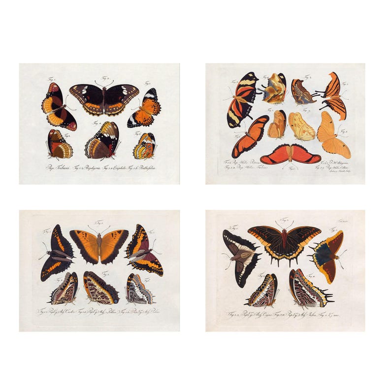 Victorian Butterfly Art Print Set of 4, Victorian Era Natural History ...