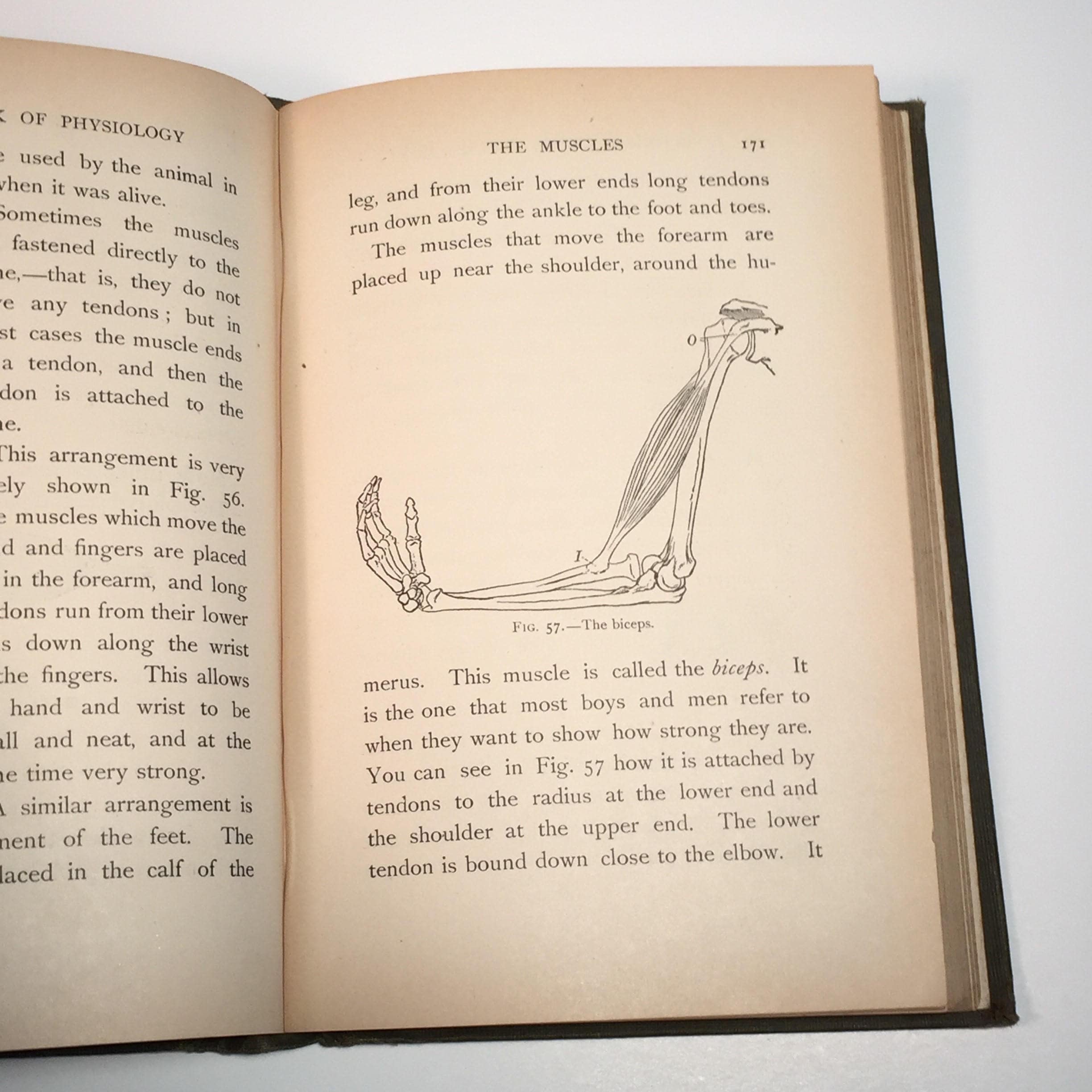 Antique, 1905, Medical Book, Lippincott's Physiology