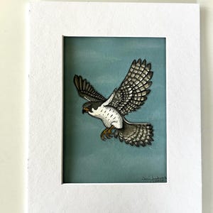 Peregrine Falcon