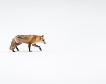 Red Fox,  Minimalist fine art prints, oversized wall decor, photography, large wall art