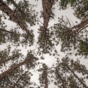 May include: A view from below of a group of tall pine trees with green needles and brown bark against a cloudy sky.