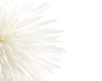 Fotografía de bellas artes, flores, blanco, textura de araña Anatasia