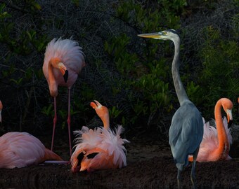 Galapagos Flamingo and Heron, Minimalist fine art prints, oversized wall decor, wildlife photography, large wall art