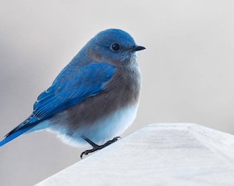 Fine Art Photograph, Virginia Bluebird, Minimalist fine art prints, oversized wall decor, photography, large wall art