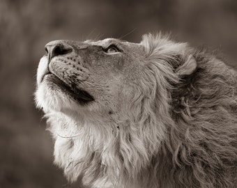 Botswana Lion, Minimalist fine art nature photography prints, black and white photography, large wall art