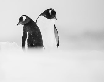 Gentoo Penguin Pair,  Minimalist fine art nature photography prints, black and white photography, large wall art