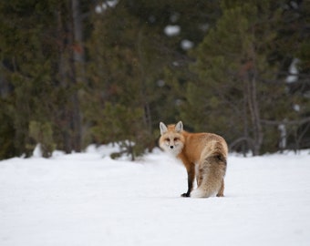 Fine Art Photograph, Yellowstone Red Fox, Minimalist fine art prints, oversized wall decor, photography, large wall art