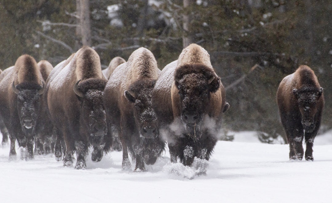 Fine Art Photograph, Yellowstone Bison Herd, Minimalist Fine Art Prints ...