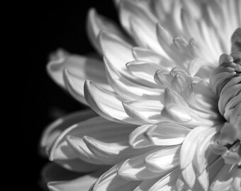 Opening, Fine Art Photograph, Flowers, Nature, black and white, Spring, Summer. Sunflower, minimalist fine art nature photograph