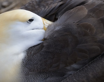 Fine Art Photograph, Waved Albatross, Minimalist fine art prints, oversized wall decor, photography, large wall art