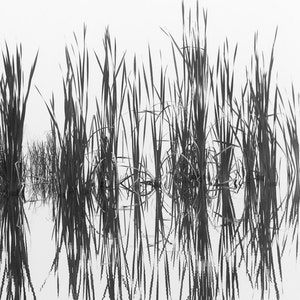 May include: Black and white photograph of tall grass reflected in still water. The grass is silhouetted against a white background.