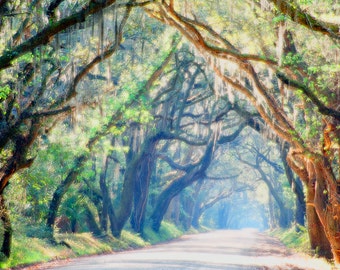 Oak Lane, Edisto Island, South Carolina, Minimalist fine art nature photography prints, oversized wall decor, landscape, large wall art