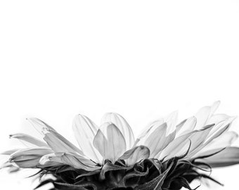 Fotografía de bellas artes, flores, girasol, naturaleza, blanco y negro, textura, fotografía de naturaleza de bellas artes minimalista