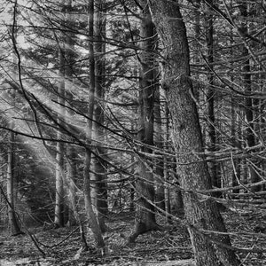 May include: A black and white photograph of a dense forest with sunlight streaming through the trees.