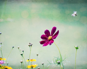 Flowers, Nature, Summer Blooms, Minimalist fine art nature photography prints, oversized wall decor, large wall art