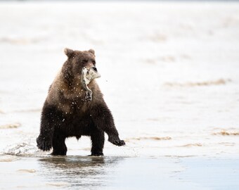 Fine Art Photograph, Brown Bear Cub, Minimalist fine art prints, oversized wall decor, photography, large wall art