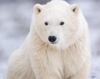 Fotografía de bellas artes, COY, oso polar, impresiones de fotografía de naturaleza de bellas artes minimalistas, decoración de pared de gran tamaño, arte de pared grande