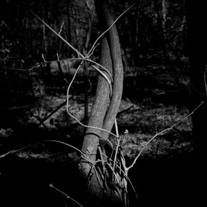 Entwined,  Minimalist fine art nature photography prints, black and white photography, landscape photography, large wall art