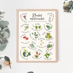 Medicinal herb poster, watercolor plant illustration, healthy life poster, vintage plant kitchen print, herbal medicine wall print