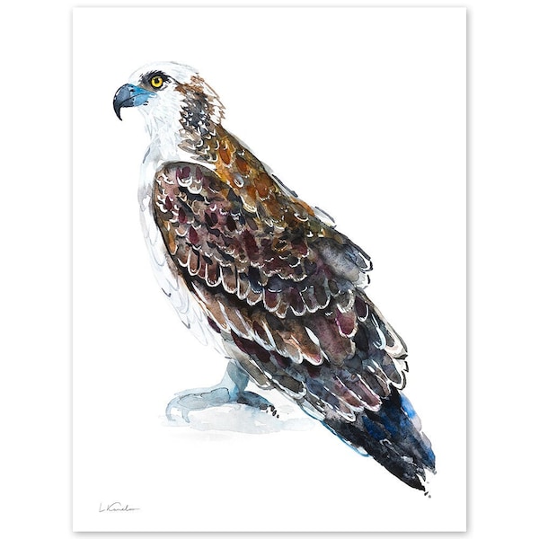 Osprey Watercolor Print, Bird of Prey Art, Wall Decor, Giclée Print, Contemporary Painting by Luke Kanelov