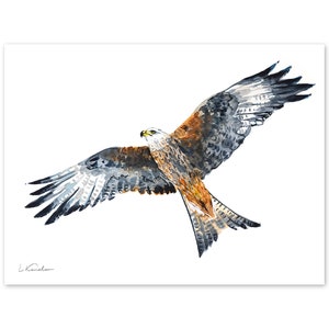 Red Kite Watercolor, Bird in Flight Print, Bird of Prey Art, Wall Decor, Giclée Print, Contemporary Painting by Luke Kanelov