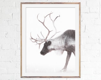 Reindeer Print, Fine Art Print, Majestic Deer, Handmade, Home Decor, Animal Photography, Wall Art, Nordic Decor, Winter, Reindeer in snow