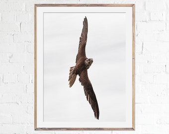 Brown Falcon Print, Falcon Fine Art Photography, Bird Lover Gift Idea, Wild Falcon, Falcon in Flight, Falcon Wall Decor, Golden Falcon Wings