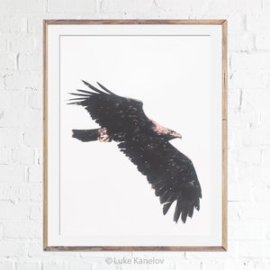 Golden Eagle Print, Eagle Photography, Bird Poster, Golden Eagle Art, Fine Art, Wall Decor, Home Decoration, Bird Lover Gift, Wildlife Photo