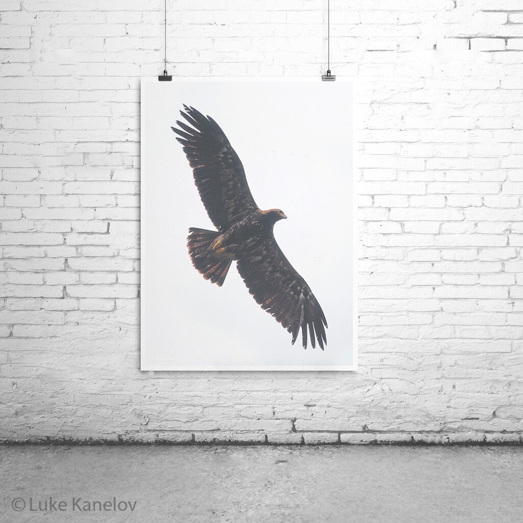 Golden Eagle Print, Eagle Fine Art Photography, Bird Lover Gift Idea ...