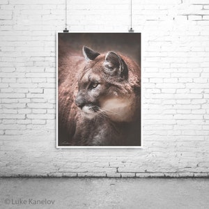 May include: A close-up portrait of a brown cougar with a dark brown nose and a light brown patch on its chest. The cougar is looking to the left of the frame with its mouth slightly open.