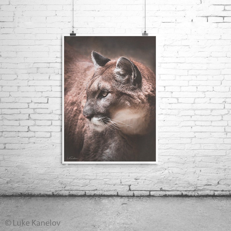 May include: A close-up portrait of a brown cougar with a dark brown nose and a light brown patch on its chest. The cougar is looking to the left of the frame with its mouth slightly open.