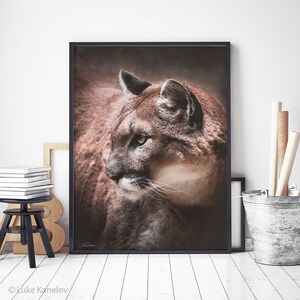 May include: A close-up portrait of a brown and white cougar with a focused gaze. The cougar's fur is soft and textured, and its eyes are sharp and alert. The background is a blurred brown color.
