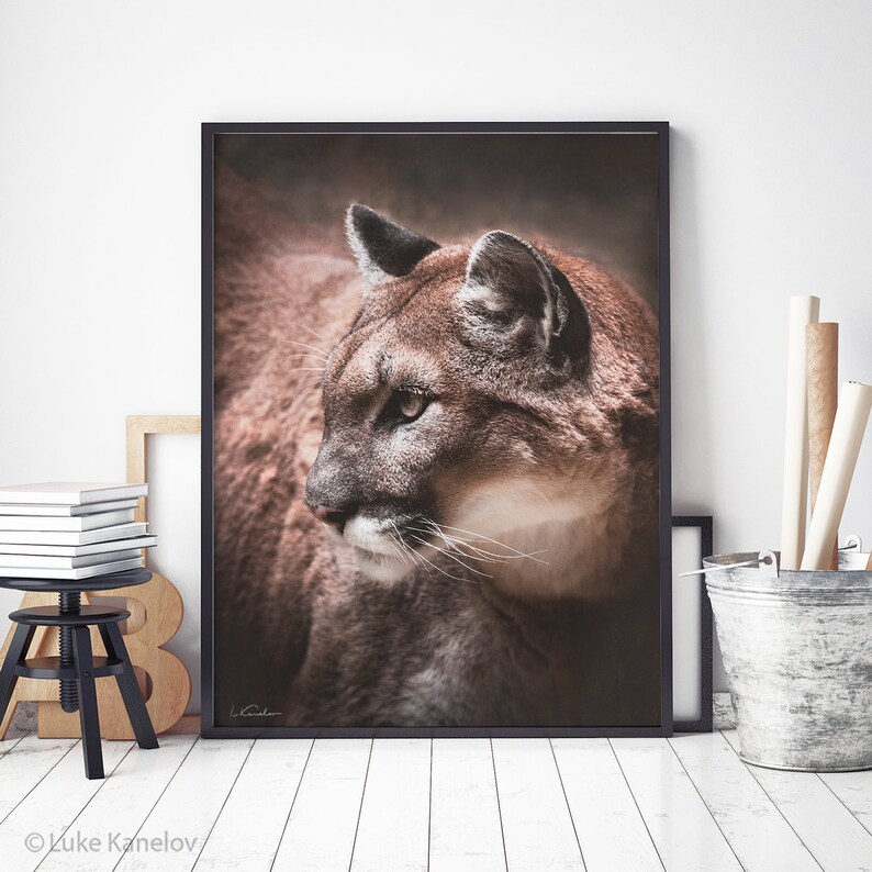 May include: A close-up portrait of a brown and white cougar with a focused gaze. The cougar's fur is soft and textured, and its eyes are sharp and alert. The background is a blurred brown color.