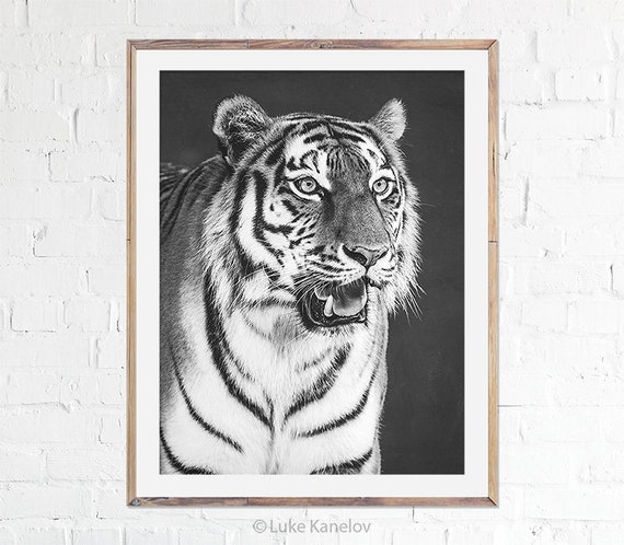White Tiger Face Adult Big Cat Hoodie the Mountain